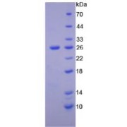 abx168638