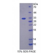 SDS-PAGE analysis of Rat CASP7 Protein.