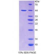 SDS-PAGE analysis of Rat PTHR2 Protein.