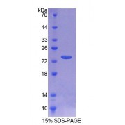 SDS-PAGE analysis of Sheep TIMP1 Protein.