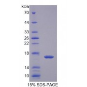 SDS-PAGE analysis of Cow FABP2 Protein.