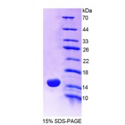 SDS-PAGE analysis of Rat Mucin 5AC Protein.