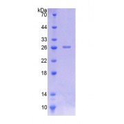 SDS-PAGE analysis of Rat CASP8 Protein.