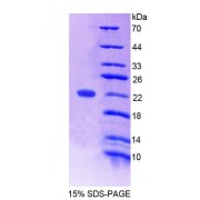 SDS-PAGE analysis of Rat ANGPTL4 Protein.