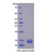 SDS-PAGE analysis of Rat TFF1 Protein.