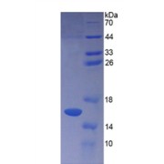 SDS-PAGE analysis of recombinant Human ProGRP Protein.