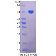 SDS-PAGE analysis of Dog GT Protein.