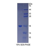 SDS-PAGE analysis of Human TSLP Protein.