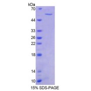 abx168696