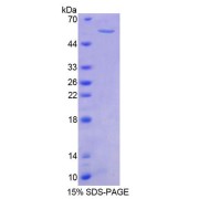 SDS-PAGE analysis of Mouse PTK2b Protein.