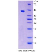 SDS-PAGE analysis of Cow DEFb1 Protein.