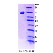 SDS-PAGE analysis of Mouse CD99 Protein.