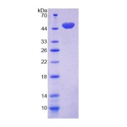 abx168709