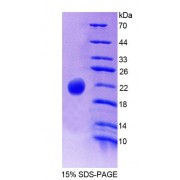 SDS-PAGE analysis of Mouse PLCb3 Protein.