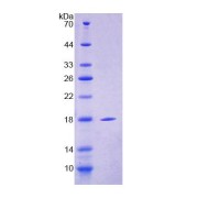 SDS-PAGE analysis of Mouse CLEC4L Protein.