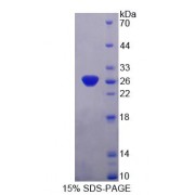 SDS-PAGE analysis of Human PCDHa1 Protein.