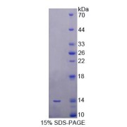 SDS-PAGE analysis of Human SRP9 Protein.