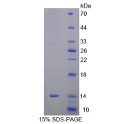 SDS-PAGE analysis of Mouse SRP9 Protein.