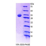 SDS-PAGE analysis of Mouse C4BPa Protein.
