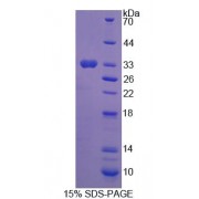 SDS-PAGE analysis of Mouse PGAM2 Protein.