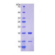 SDS-PAGE analysis of Chicken FABP4 Protein.
