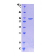 SDS-PAGE analysis of Human Kruppel Like Factor 5, Intestinal (KLF5) Protein.