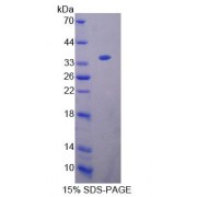 SDS-PAGE analysis of Mouse KEL Protein.