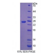 SDS-PAGE analysis of Rat RHAG Protein.
