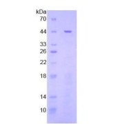 SDS-PAGE analysis of General STAT3 Protein.