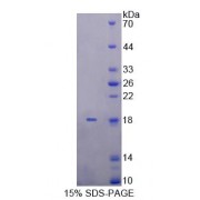 SDS-PAGE analysis of Rat KLRK1 Protein.