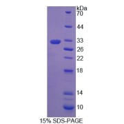 abx168749