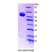 SDS-PAGE analysis of recombinant Human GBP4 Protein.