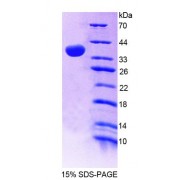 SDS-PAGE analysis of Mouse GBP4 Protein.