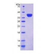 SDS-PAGE analysis of Rat GBP4 Protein.