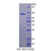 SDS-PAGE analysis of Human IRF8 Protein.