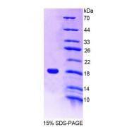 SDS-PAGE analysis of Mouse CD7 Protein.