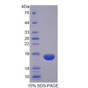 abx168770