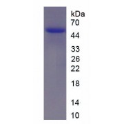 SDS-PAGE analysis of recombinant Mouse KNG1 Protein.