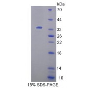SDS-PAGE analysis of Mouse UPP1 Protein.