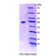 SDS-PAGE analysis of Rat SHH Protein.