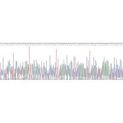 Human Forkhead Box Protein P3 (FOXP3) Protein