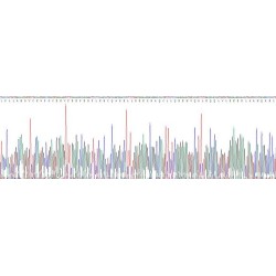 Human Forkhead Box Protein P3 (FOXP3) Protein