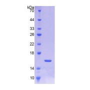 SDS-PAGE analysis of recombinant Pig Transforming Growth Factor Beta 3 (TGFb3) Protein.