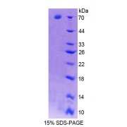 SDS-PAGE analysis of Rat APOA4 Protein.