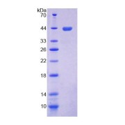 SDS-PAGE analysis of Mouse TLR1 Protein.
