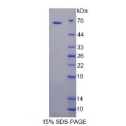 SDS-PAGE analysis of recombinant Mouse Toll Like Receptor 5 (TLR5) Protein.