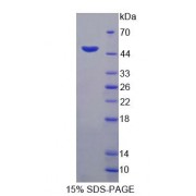 SDS-PAGE analysis of Human HJV Protein.
