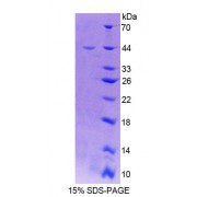 SDS-PAGE analysis of Mouse CDH15 Protein.