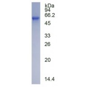 SDS-PAGE analysis of recombinant Rat FXR Protein.