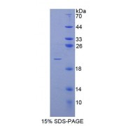 SDS-PAGE analysis of Human POFUT1 Protein.